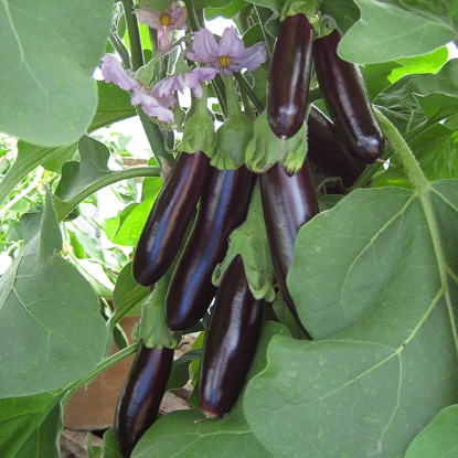 Picture of Organic Aubergine Long Purple